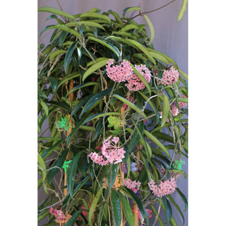 Chậu treo mini Hoya Minibelle (Trúc mây) - không có hoa sẵn - Decor đẹp, dễ chăm sóc - |Vườn Như Ngọc|