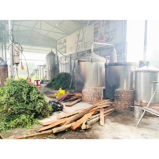 Tinh dầu Hương Nhu nguyên chất - Hoa Nén - Hương nồng ấm - 10ml