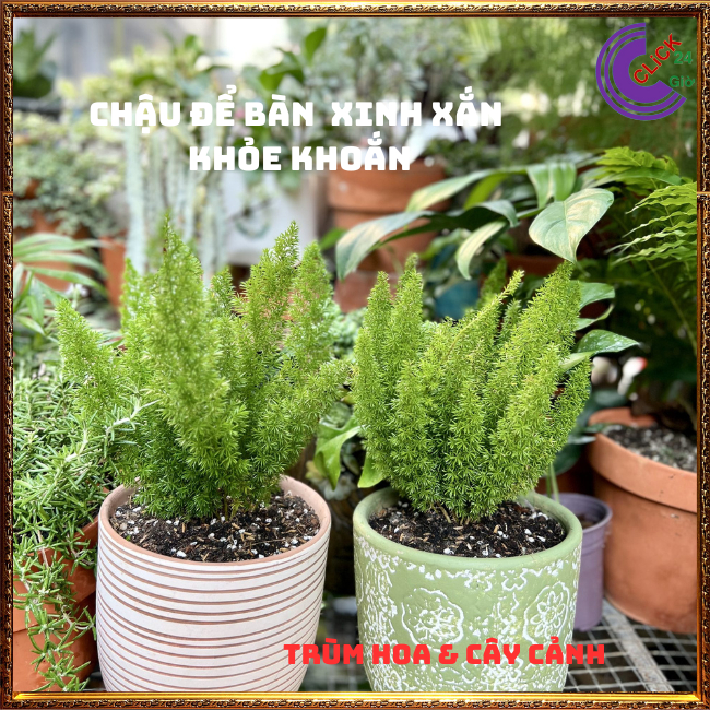 Chậu Cây Trúc Thiên Môn Siêu Phẩm Trang Trí Tùng Đuôi Chồn Đuôi Cáo⏰ TRÙM HOA VÀ CÂY CẢNH