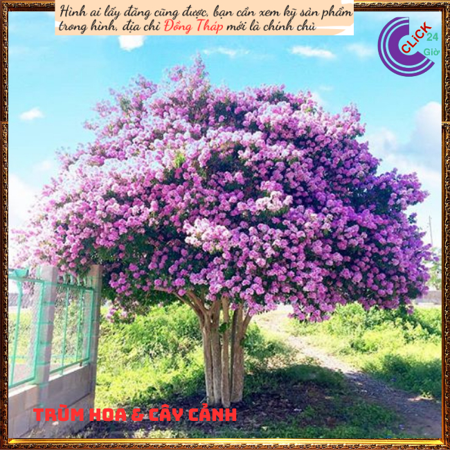 Cây Hoa Bằng lăng kép thái màu hồng tím mới hoa to lộng lẫy ⏰ TRÙM HOA VÀ CÂY CẢNH