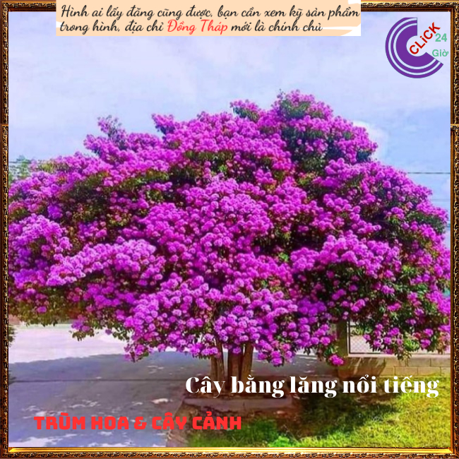 Cây Hoa Bằng lăng kép thái màu hồng tím mới hoa to lộng lẫy ⏰ TRÙM HOA VÀ CÂY CẢNH