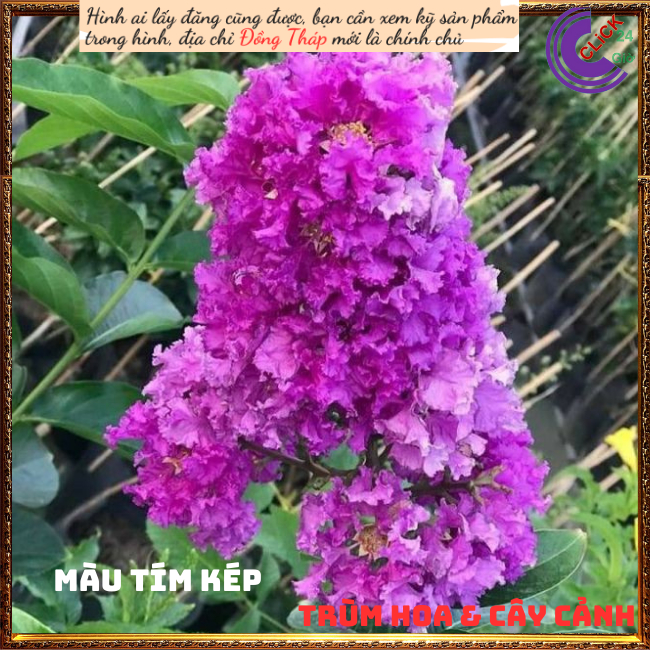 Cây Hoa Bằng lăng kép thái màu hồng tím mới hoa to lộng lẫy ⏰ TRÙM HOA VÀ CÂY CẢNH