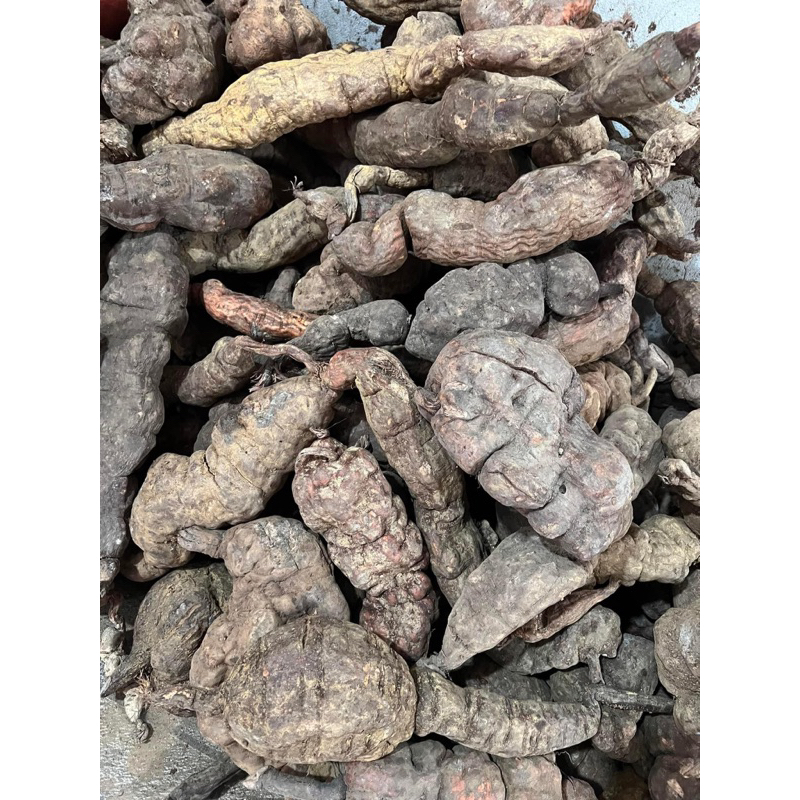 Hà thủ ô đỏ tươi nguyên củ 1kg – Củ to đẹp – Hàng rừng