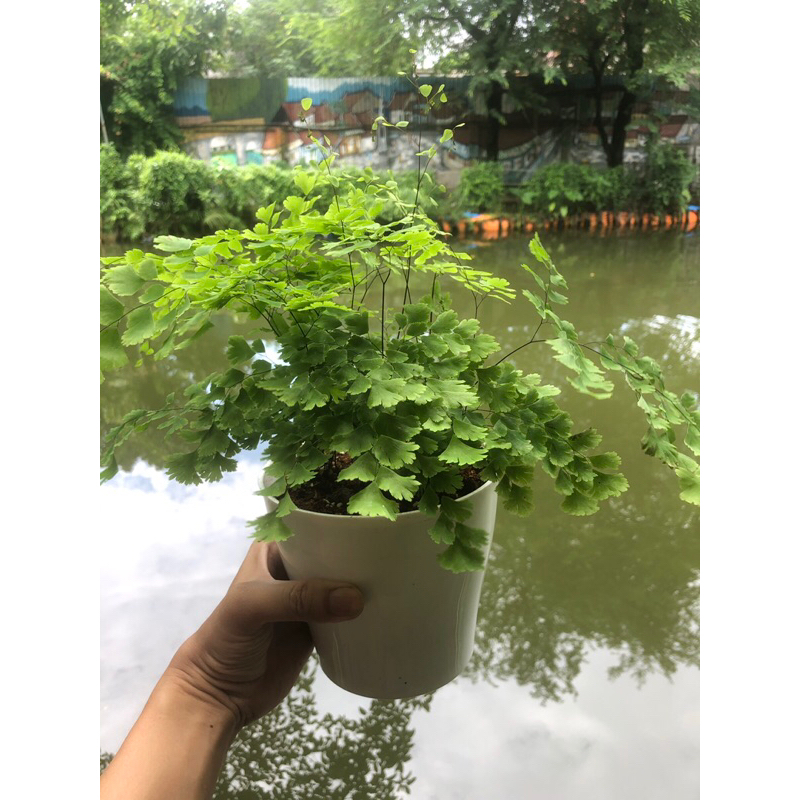 Dương xỉ tóc thần vệ nữ chậu nhựa, cây trong nhà phong thuỷ