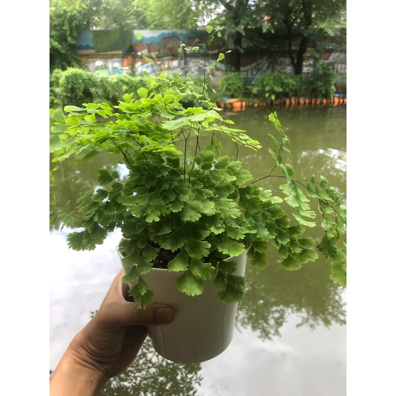 Dương xỉ tóc thần vệ nữ chậu nhựa, cây trong nhà phong thuỷ