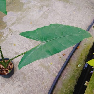 Cây Môn Ngựa Vằn - ALOCASIA ZEBRINA - cây cảnh đẹp trong nhà trang trí nhà cửa tạo không gian xanh