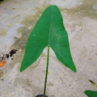 Cây Môn Ngựa Vằn - ALOCASIA ZEBRINA - cây cảnh đẹp trong nhà trang trí nhà cửa tạo không gian xanh