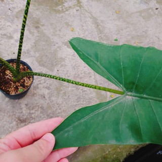 Cây Môn Ngựa Vằn - ALOCASIA ZEBRINA - cây cảnh đẹp trong nhà trang trí nhà cửa tạo không gian xanh