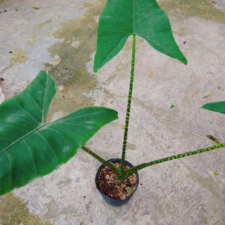 Cây Môn Ngựa Vằn - ALOCASIA ZEBRINA - cây cảnh đẹp trong nhà trang trí nhà cửa tạo không gian xanh