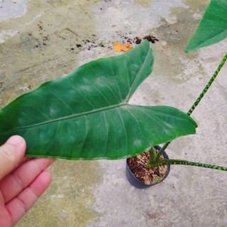 Cây Môn Ngựa Vằn - ALOCASIA ZEBRINA - cây cảnh đẹp trong nhà trang trí nhà cửa tạo không gian xanh