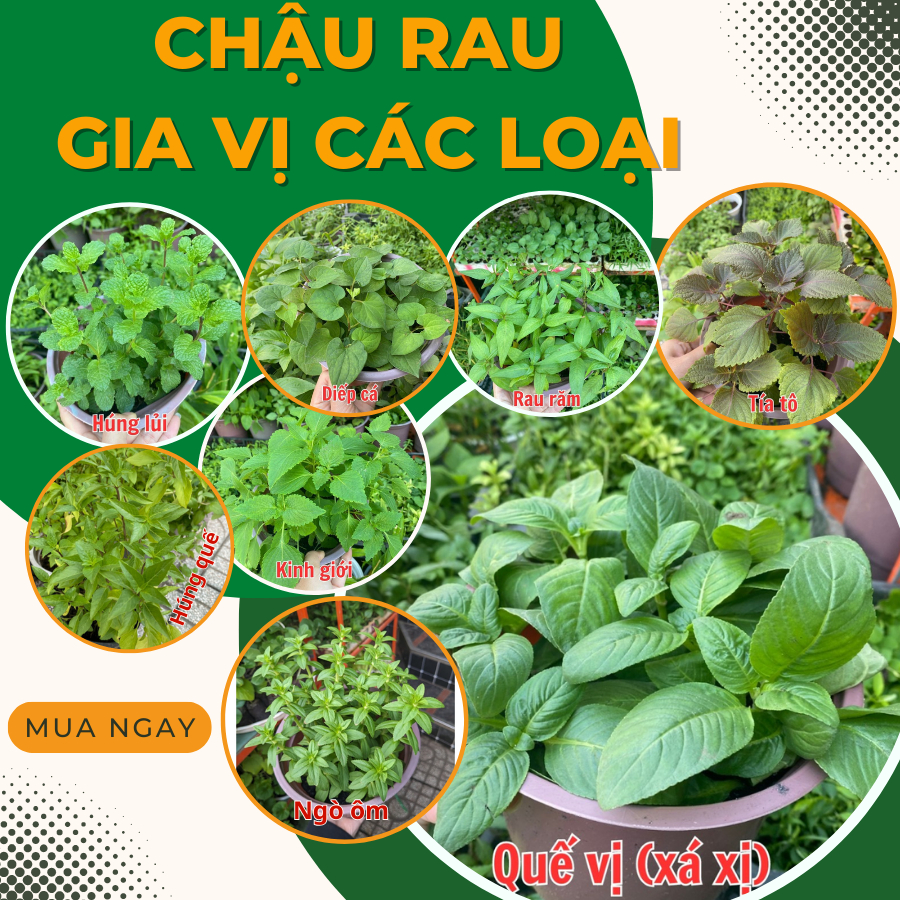 (HỎA TỐC) Chậu rau gia vị, rau thơm ,diếp cá, xá xị, ngò om, húng quế ...