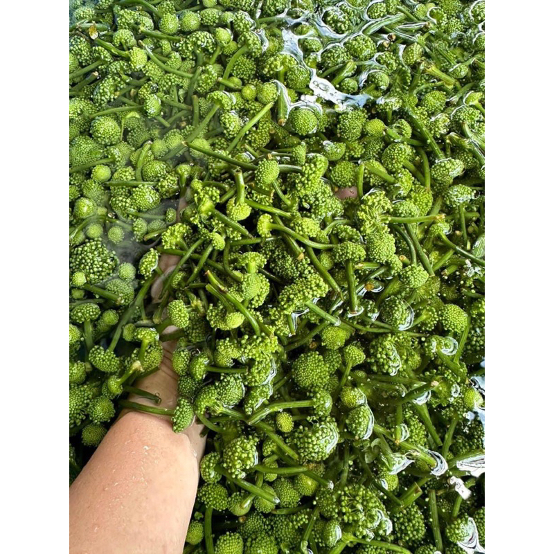 Nụ hoa tam thất Bắc – Nụ xanh tươi thơm – Nguyên liệu pha trà thảo mộc