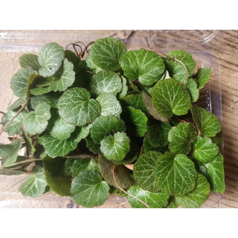 Cây Begonia , cây hổ nhĩ thảo chơi terrarium bán cạn tiểu cảnh,sẵn chậu nhựa 5x5cm