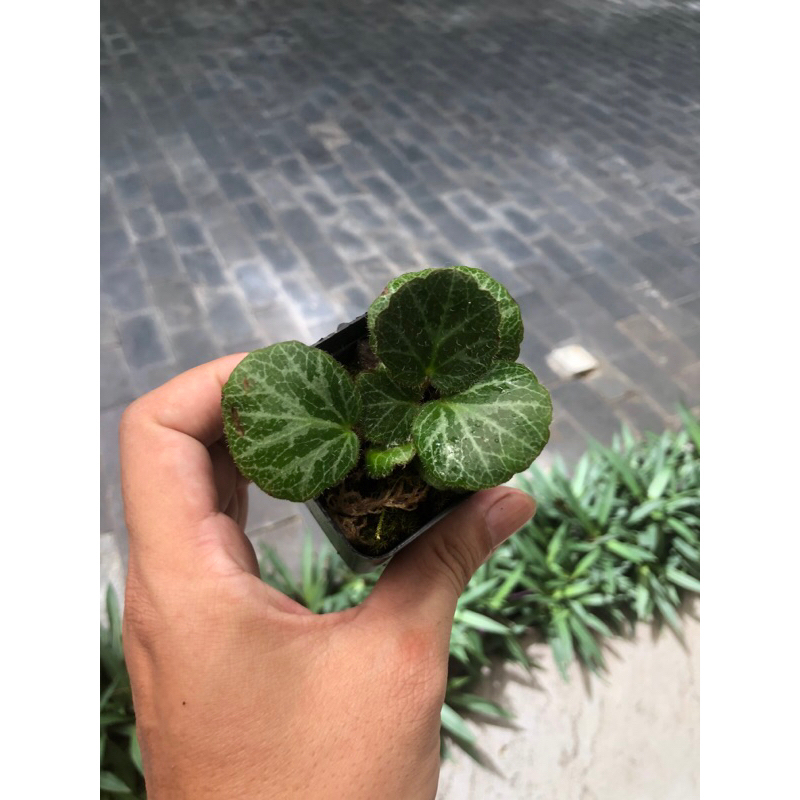 Cây Begonia , cây hổ nhĩ thảo chơi terrarium bán cạn tiểu cảnh,sẵn chậu nhựa 5x5cm
