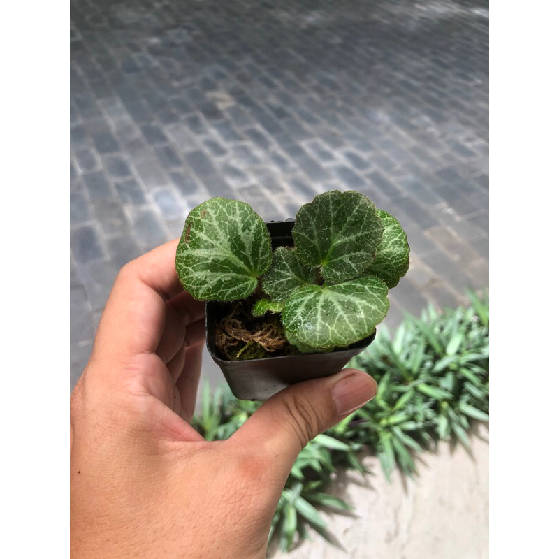 Cây Begonia , cây hổ nhĩ thảo chơi terrarium bán cạn tiểu cảnh,sẵn chậu nhựa 5x5cm