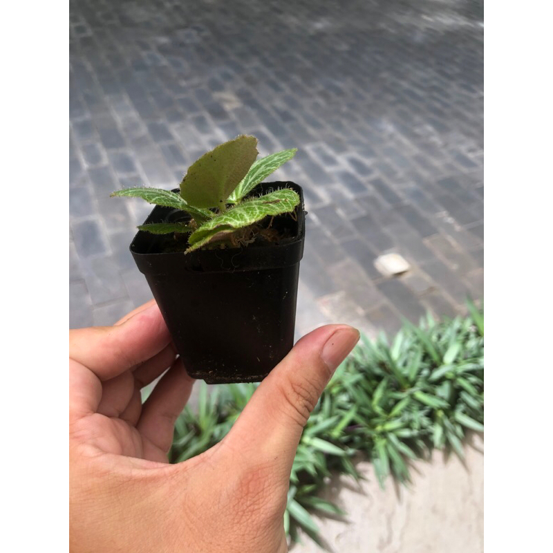 Cây Begonia , cây hổ nhĩ thảo chơi terrarium bán cạn tiểu cảnh,sẵn chậu nhựa 5x5cm
