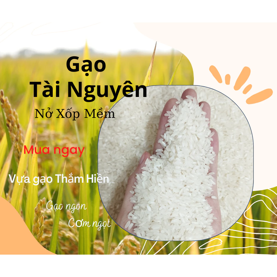 5KG Gạo Tài Nguyên - Gạo Nở Xốp Mềm - Thích Hợp Cho Người Thích Ăn Khô, Xốp Dùng Làm Cơm Chiên - Bena Organic
