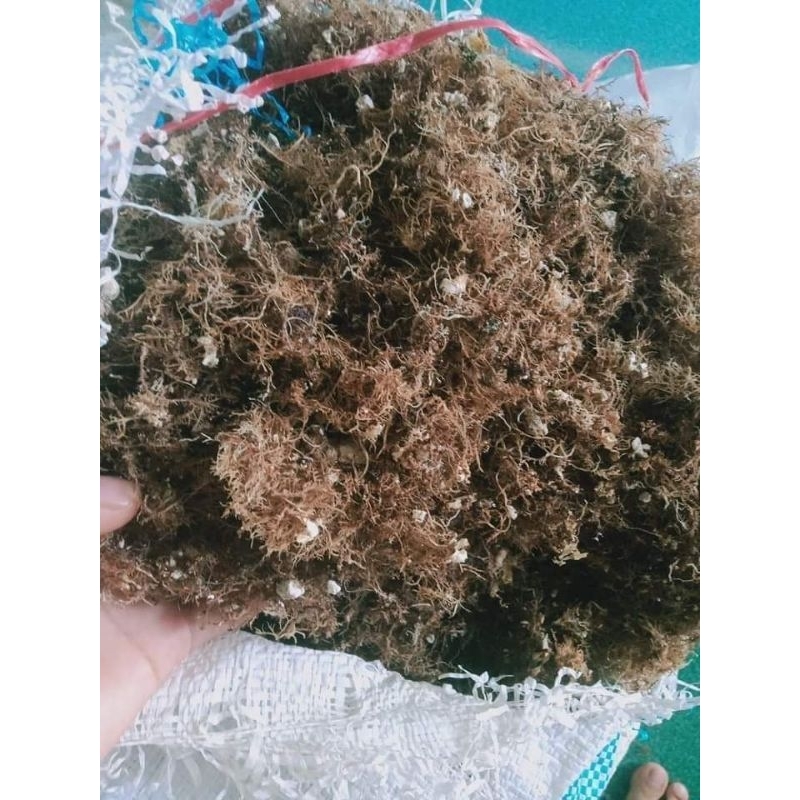 Rong biển (rau câu) nấu xu xoa lý sơn 1kg | Shopee Việt Nam