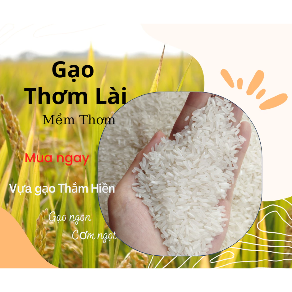5KG Gạo Thơm Lài - Gạo Thơm Dẻo - Gạo Ngon Đậm Vị - Bena Organic
