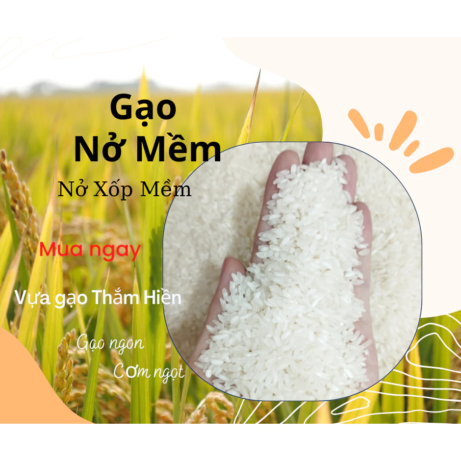 Gạo 504 Nở Mềm - Gạo Nở Xốp Mềm Cơm - Làm cơm chiên, nở khô rời hạt - Bena organic
