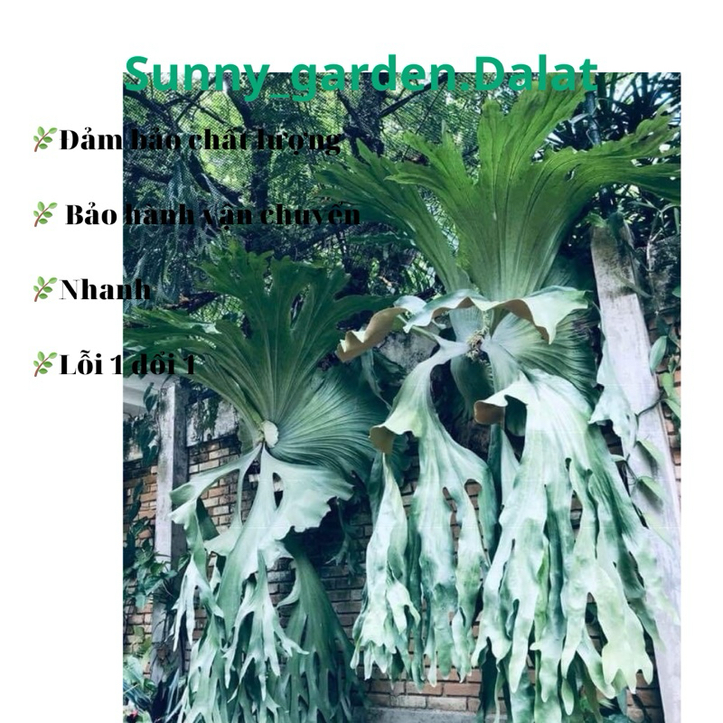 Chậu cứng Platycerium Wandae - Ổ rồng Wandae, ổ rồng có kích thước lớn ...