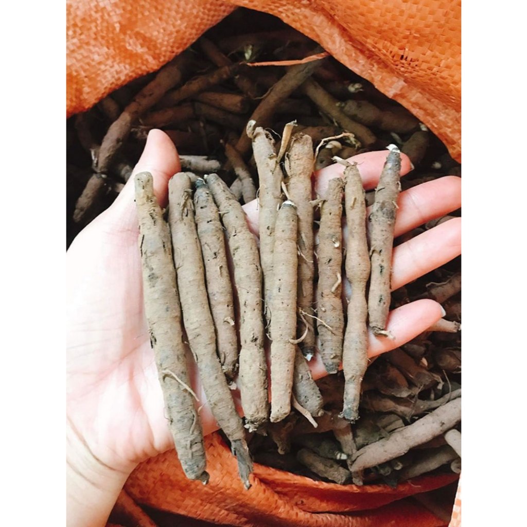 Sâm Cau Đen (Sâm Tiên Mao) Rừng Tươi Lai Châu