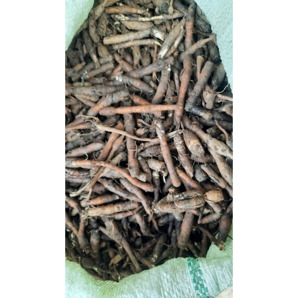 Sâm Cau Đen (Sâm Tiên Mao) Rừng Tươi Lai Châu