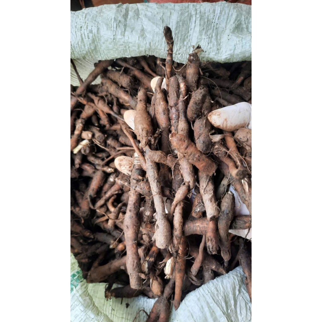Sâm Cau Đen (Sâm Tiên Mao) Rừng Tươi Lai Châu
