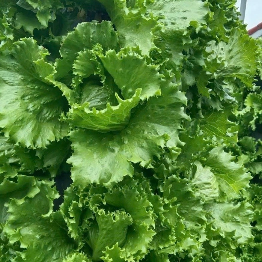 dinh dưỡng khí canh, thủy canh cho cây ăn lá và ăn quả (10 lít)