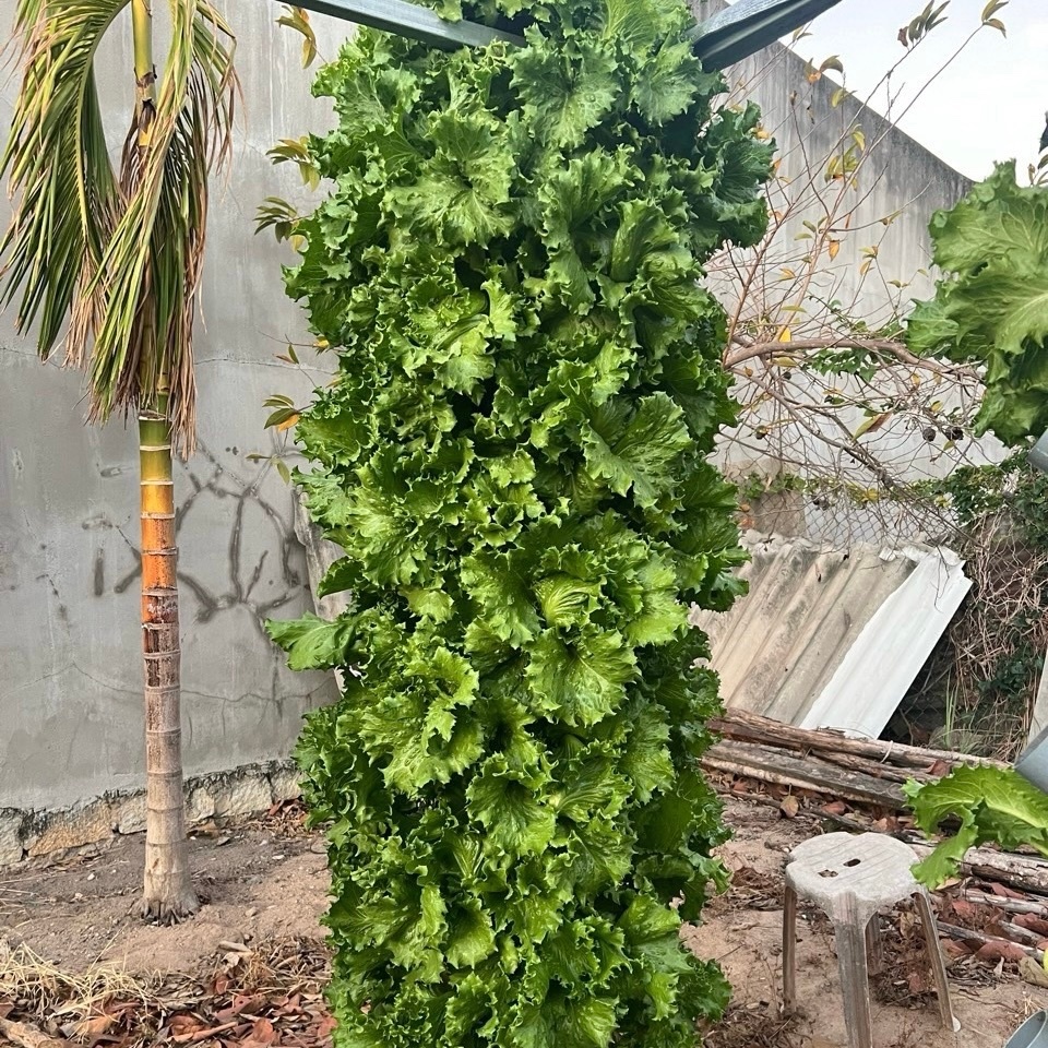 dinh dưỡng khí canh, thủy canh cho cây ăn lá và ăn quả (10 lít)