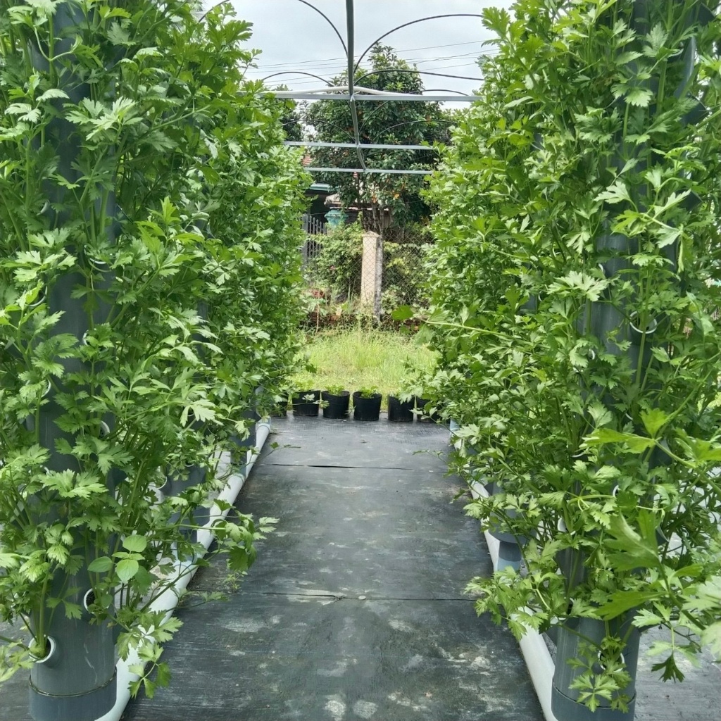 dinh dưỡng trồng rau khí canh, thủy canh cho cây ăn lá và ăn quả 4 lít  (2L A + 2L B)
