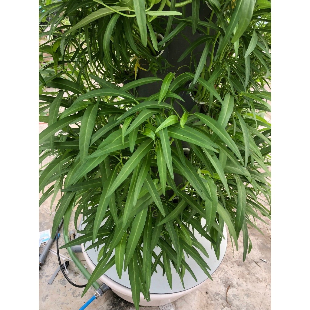 dinh dưỡng trồng rau khí canh, thủy canh cho cây ăn lá và ăn quả 4 lít  (2L A + 2L B)