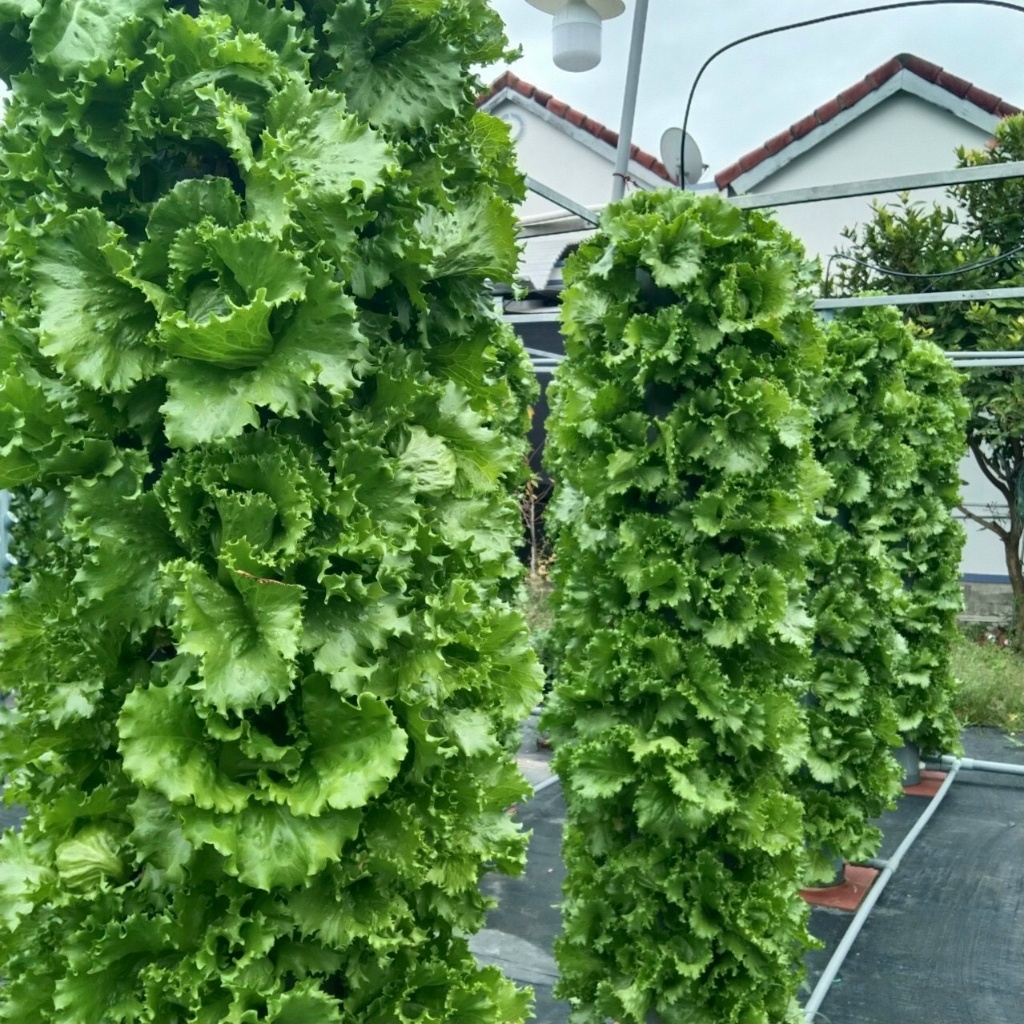 dinh dưỡng trồng rau khí canh, thủy canh cho cây ăn lá và ăn quả (2 lít)