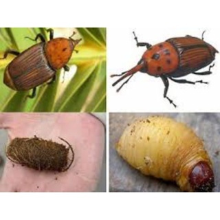 Túi Đóng Sẵn 25 Gói Nhỏ - Túi Bột Treo Đuổi Đuông Dừa