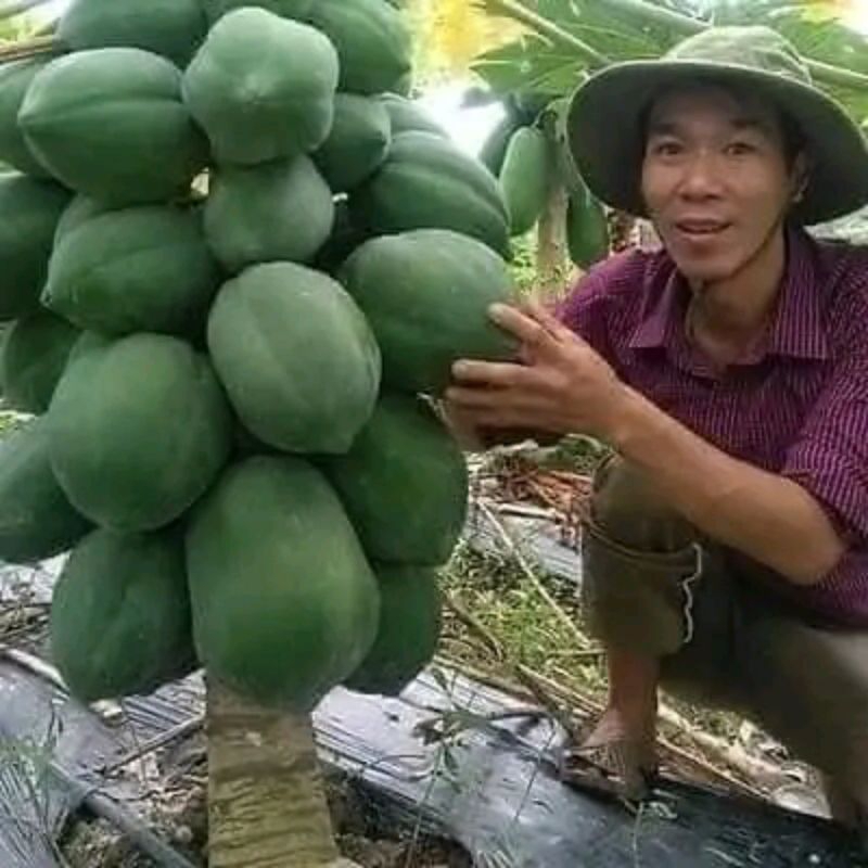 Hạt Giống Đu Đủ Lùn Ruột Cam Nhập Khẩu Gói Nguyên Thái Lan💥 Ngọt Lịm, Xịn xò rất đáng trồng
