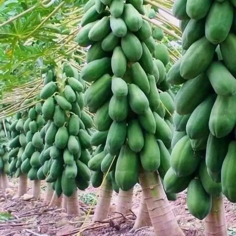Hạt Giống Đu Đủ Lùn Ruột Cam Nhập Khẩu Gói Nguyên Thái Lan💥 Ngọt Lịm, Xịn xò rất đáng trồng