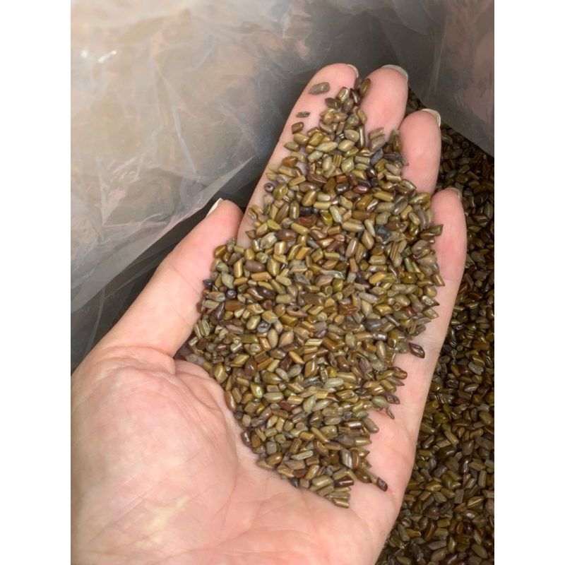 Hạt Muồng Khô Bảo Châu Hỗ trợ Giảm Cân, Bảo Vệ Sức Khỏe, nấu trà 1kg