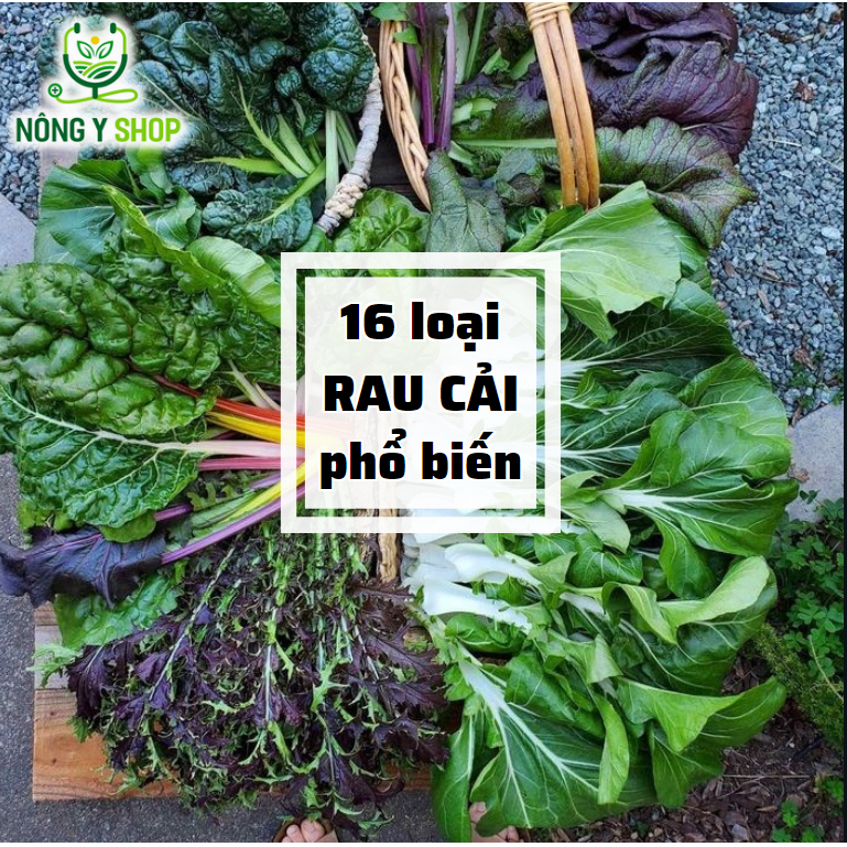 Hạt giống các loại rau cải Rạng Đông, cải ngọt, bẹ xanh, bó xôi, cầu ...