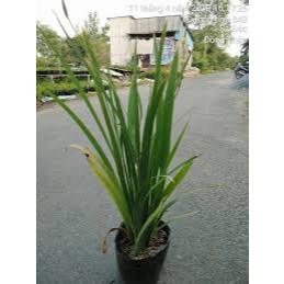 Cây lan lúa-rẻ quạt vàng 25-30cm (chỉ giao hỏa tốc HCM) | Shopee Việt Nam