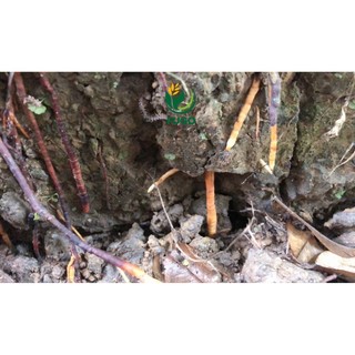 Phân bón vi lượng ROOT SEAWEED can 5 lít kích rễ FUGO