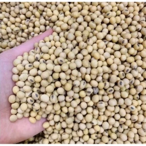 Đậu Nành Nguyên Hạt 1kg – Làm Sữa, Làm Đậu Phụ