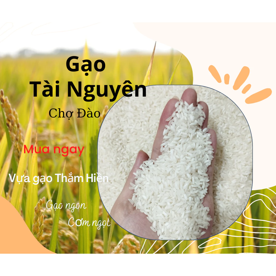 5KG - Gạo Tài Nguyên Chợ Đào - Gạo Thơm Xốp - Gạo xốp mềm cơm - Gạo đặc sản