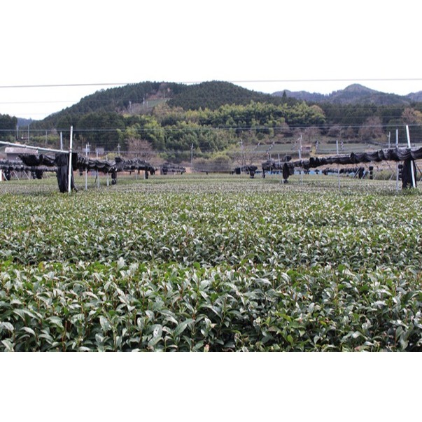 ( Bột trà xanh Nhật Bản ) Bột trà xanh Funmatsucha Yanoen 100g/ Funmatsucha 500g