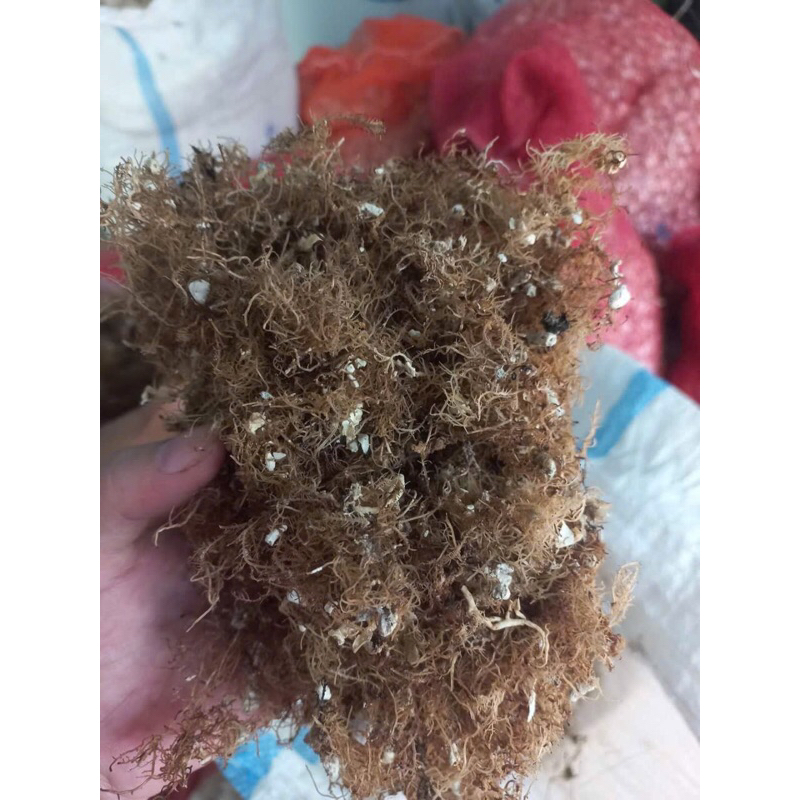 Rong xu xoa Lý Sơn 500g | Shopee Việt Nam