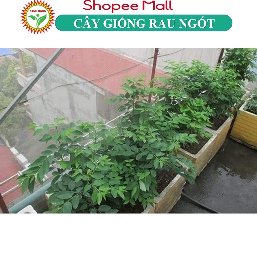 Cây Giống Hạt Giống Rau Ngót Trồng Bầu Sẵn Xum Xuê, Dùng Làm Thực Phẩm KVT - Hạt Giống CANH NÔNG