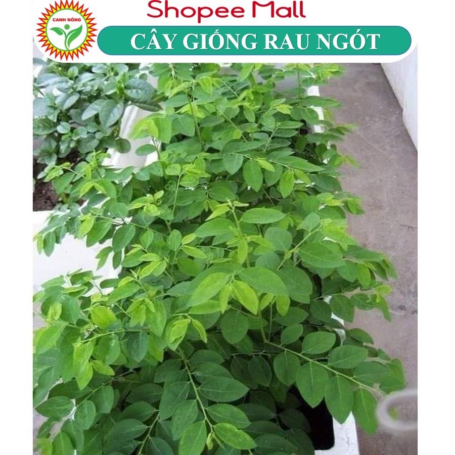 Cây Giống Hạt Giống Rau Ngót Trồng Bầu Sẵn Xum Xuê, Dùng Làm Thực Phẩm KVT - Hạt Giống CANH NÔNG