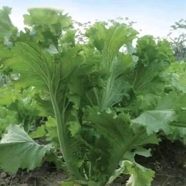 HẠT GIỐNG RAU CẢI MÈO KHỔNG LỒ GÓI 10GRAM | Shopee Việt Nam
