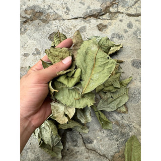 1KG Lá ổi khô, giảm cân, … mới, sạch LOẠI 1