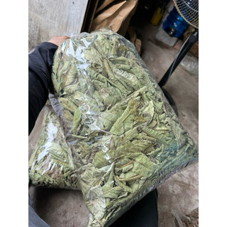1KG Lá ổi khô, giảm cân, … mới, sạch LOẠI 1