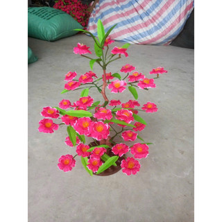 Cây hoa mai đào cao 50cm - Cây hoa trang trí Tết